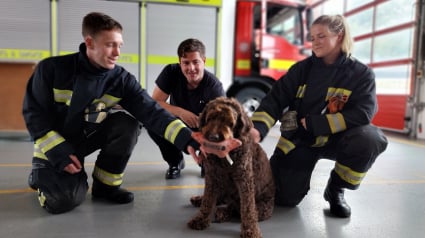 Illustration : « On voit instantanément la différence qu'il fait », ce chien de soutien apporte calme et espoir aux pompiers et aux personnes en détresse