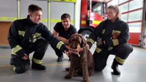 Illustration : "« On voit instantanément la différence qu'il fait », ce chien de soutien apporte calme et espoir aux pompiers et aux personnes en détresse"