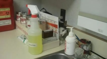 Illustration : 16 photos drôles de chats en visite chez leur vétérinaire et peu ravis de la situation