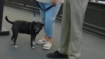 Illustration : L'intervention héroïque d'une infirmière sauve la vie du chien de ses voisins, ayant perdu conscience en s'étouffant avec un os