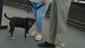 Illustration : L'intervention héroïque d'une infirmière sauve la vie du chien de ses voisins, ayant perdu conscience en s'étouffant avec un os