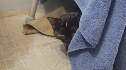 Illustration : Un bienfaiteur tente de recoller le cœur d’une chatte traumatisée par son abandon sur un parking