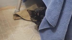 Illustration : Un bienfaiteur tente de recoller le cœur d’une chatte traumatisée par son abandon sur un parking