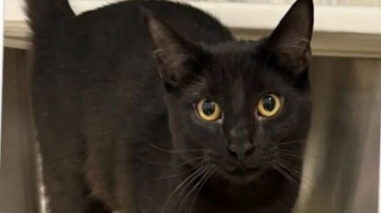 Illustration : &laquo; Son r&eacute;tablissement est un v&eacute;ritable miracle &raquo;, une chatte gu&eacute;rie d&rsquo;une maladie autrefois incurable et fatale