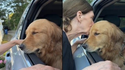 Illustration : Ce chien qui adore sa "mamie" vit un véritable déchirement chaque fois qu'elle doit lui dire au revoir (vidéo)