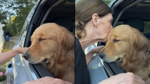 Illustration : Ce chien qui adore sa 