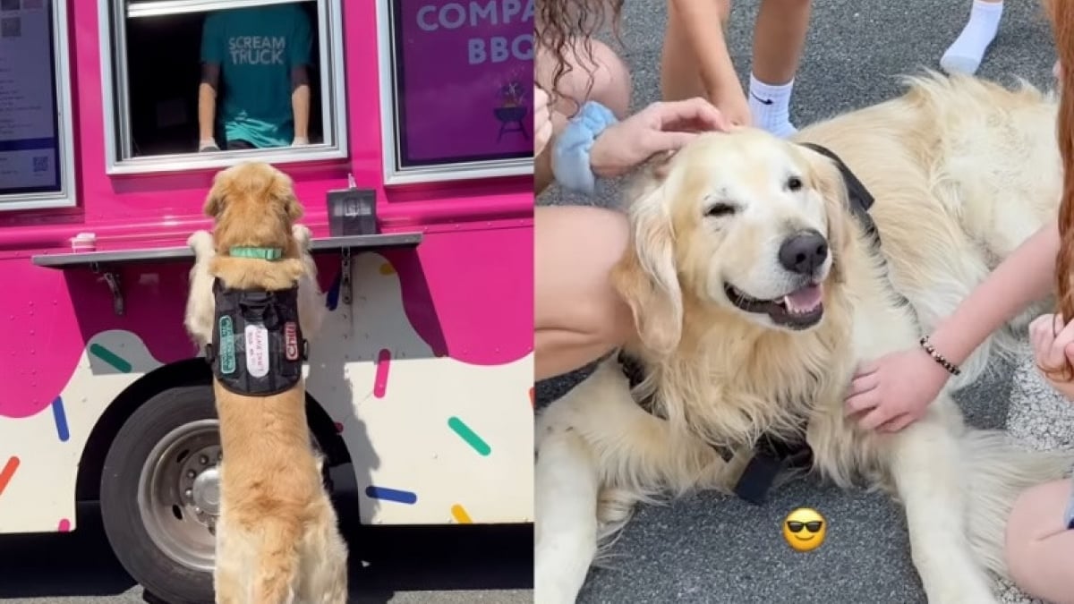 Illustration : "Tel un habitué, ce Golden Retriever n’hésite pas à couper la file d’attente pour commander sa glace (vidéo)"