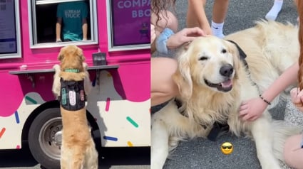 Illustration : Tel un habitué, ce Golden Retriever n’hésite pas à couper la file d’attente pour commander sa glace (vidéo)