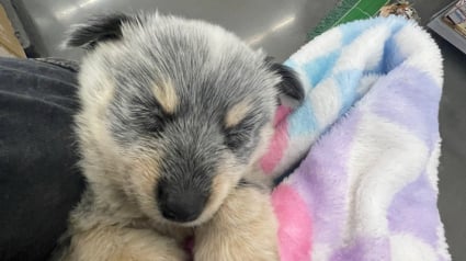 Illustration : Abandonné dans une benne à ordures, ce chiot Bouvier Australien trouve sécurité et amour auprès d'un couple dont il transforme la vie (vidéo)