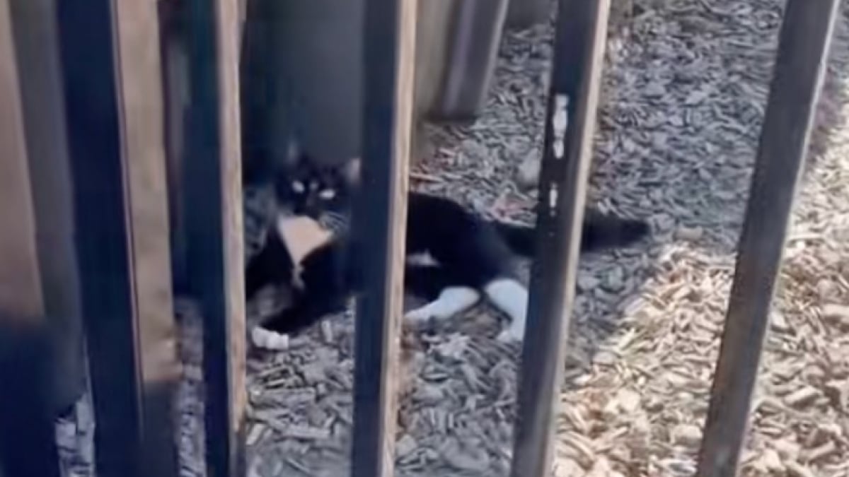 Illustration : "« Il semble très sociable et amical » : ce chaton errant charme sa sauveuse lors d’un trajet en taxi inattendu (vidéo)"