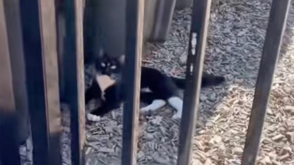 Illustration : &laquo; Il semble tr&egrave;s sociable et amical &raquo; : ce chaton errant charme sa sauveuse lors d&rsquo;un trajet en taxi inattendu (vid&eacute;o)