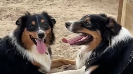 Illustration : Au détour d’une balade, ce Berger Australien retrouve par hasard sa sœur de portée et replonge en enfance (vidéo)