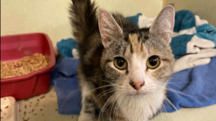 Illustration : Cette chatte se d&eacute;pla&ccedil;ant comme un kangourou en raison de son handicap &eacute;chappe &agrave; l'euthanasie et d&eacute;couvre l'amour (vid&eacute;o)