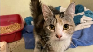 Illustration : Cette chatte se déplaçant comme un kangourou en raison de son handicap échappe à l'euthanasie et découvre l'amour (vidéo)