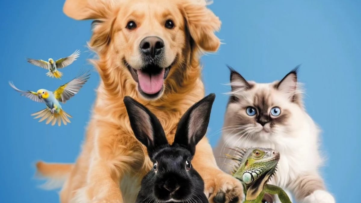 Illustration : "L’Animal Expo – Animalis Show fait son grand retour les 4 et 5 octobre 2025 avec une édition encore plus riche et engagée"