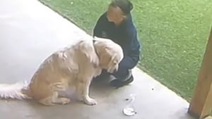 Illustration : Seul et tête basse au milieu de la cour, ce Golden Retriever attend désespérément que sa maîtresse en retard vienne le rechercher à la pension (vidéo)