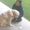 Illustration : Seul et t&ecirc;te basse au milieu de la cour, ce Golden Retriever attend d&eacute;sesp&eacute;r&eacute;ment que sa ma&icirc;tresse en retard vienne le rechercher &agrave; la pension (vid&eacute;o)