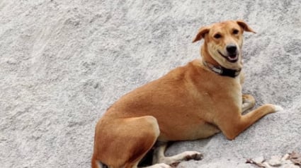 Illustration : Des propriétaires ouvrent leur porte à des chiens errants ayant vécu durant des mois sur le chantier de leur maison (vidéo)