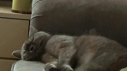 Illustration : Elle frappe &agrave; leur porte jour apr&egrave;s jour, une famille l&rsquo;adopte sans savoir qu&rsquo;un heureux &eacute;v&eacute;nement se pr&eacute;pare (vid&eacute;o)