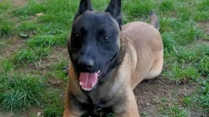 Illustration : Brutalisé et forcé à boire de l’alcool par son maître, ce Malinois tente désormais de se reconstruire après son sauvetage