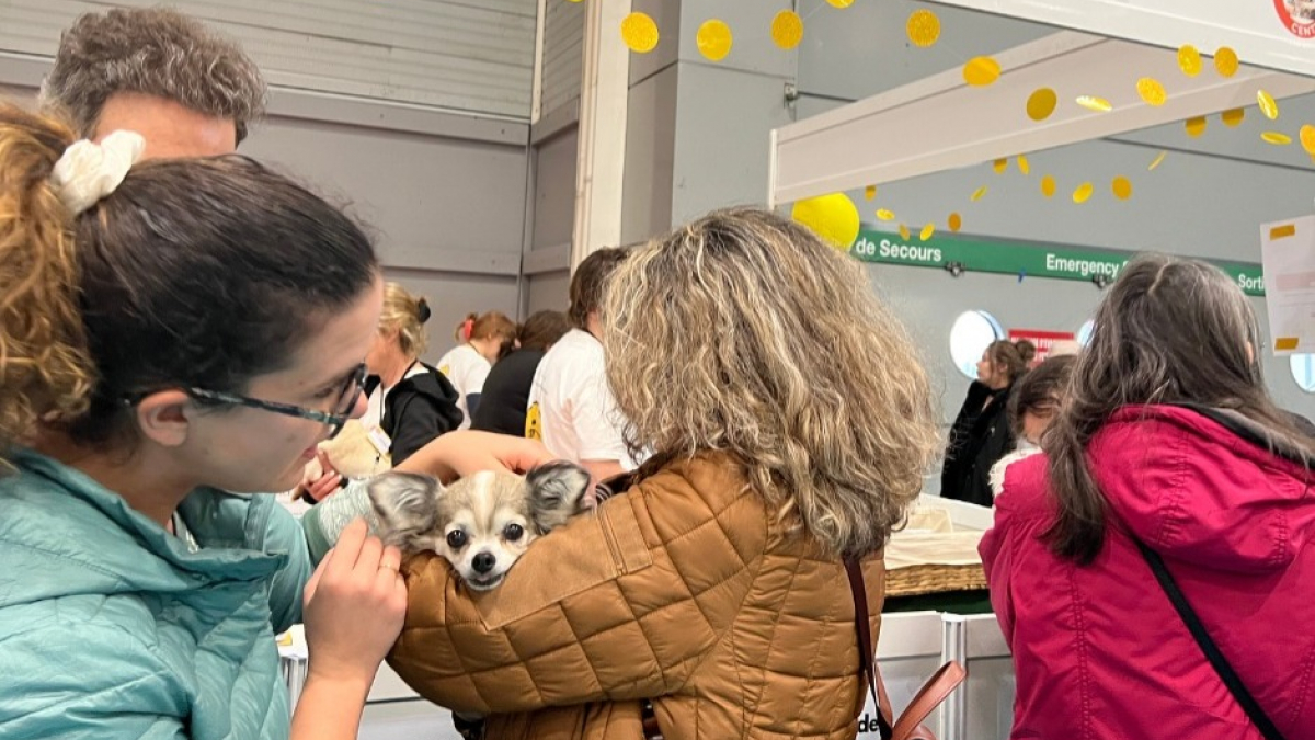 Illustration : "L'Adoption Center de l'Animal Expo – Animalis Show, les 4 et 5 octobre, vous accompagne pour réussir votre projet d’adoption"