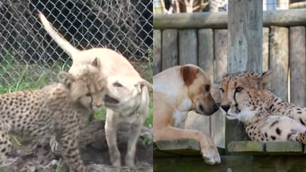 Illustration : "10 ans après leur rencontre, ce guépard et ce Labrador sont toujours les meilleurs amis du monde (vidéo) "