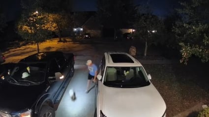 Illustration : Un homme croise sa chienne disparue depuis 6 jours en train de marcher tranquillement sur un trottoir (vidéo) 