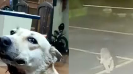 Illustration : Sous les yeux des habitants, un chien survit de justesse à l'attaque d'un léopard ayant fait irruption dans une résidence