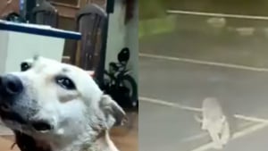 Illustration : "Sous les yeux des habitants, un chien survit de justesse à l'attaque d'un léopard ayant fait irruption dans une résidence"