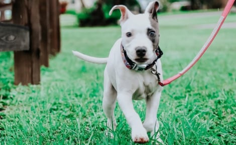 Seule contre l'avis de ses collègues, elle refuse d'abréger les souffrances d'un chiot paralysé à cause d'une forme grave du tétanos et réussit l'impossible