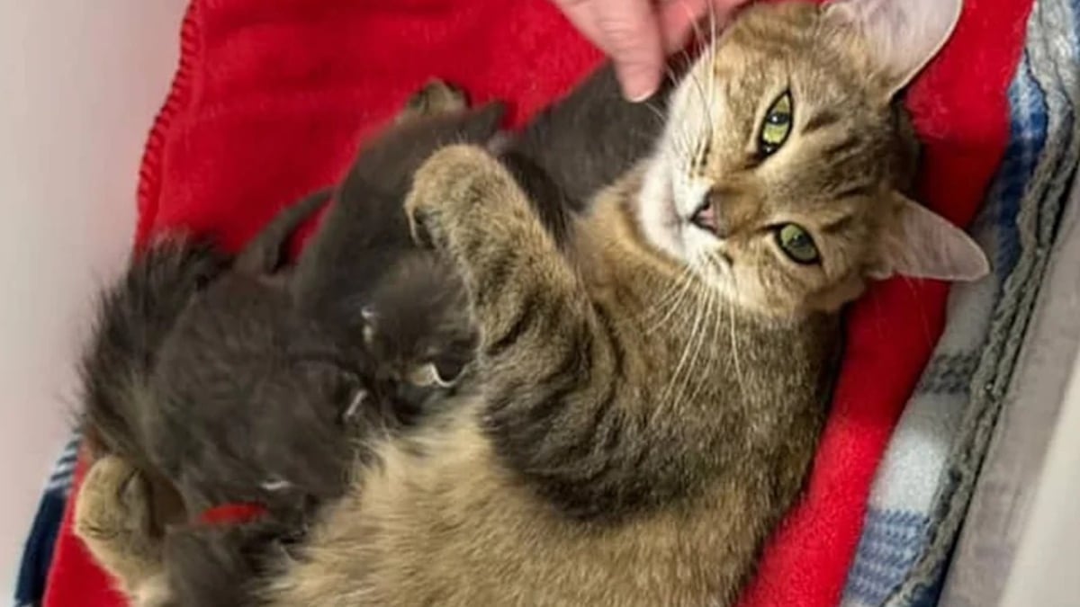 Illustration : "Ayant accouché dans un bateau, une maman chat exceptionnelle reçoit l'aide dont elle et ses chatons ont besoin pour changer de vie"