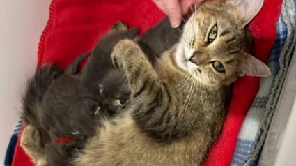 Illustration : Ayant accouch&eacute; dans un bateau, une maman chat exceptionnelle re&ccedil;oit l'aide dont elle et ses chatons ont besoin pour changer de vie
