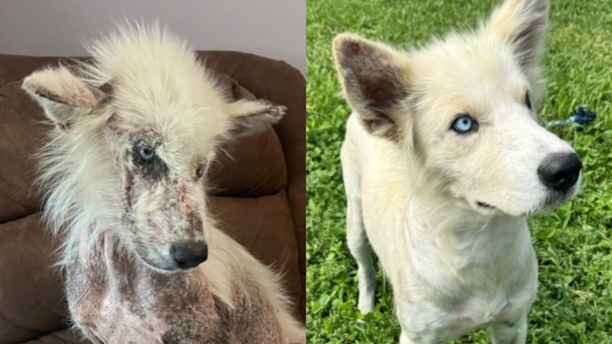 Illustration : "Abandonné et malade, un chien atteint par la gale devient méconnaissable après avoir été recueilli par un enseignant bouleversé par son regard"