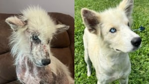 Illustration : Abandonné et malade, un chien atteint par la gale devient méconnaissable après avoir été recueilli par un enseignant bouleversé par son regard