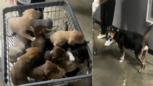 Illustration : Des bénévoles découvrent les chiots du refuge en liberté au petit matin, leur maman avait tout orchestré