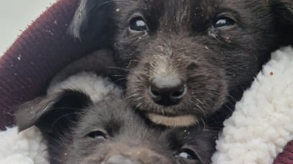 Illustration : "S’il vous plaît, faites que ça s’arrête", le cri du cœur après le sauvetage de 2 chiots rongés par les vers