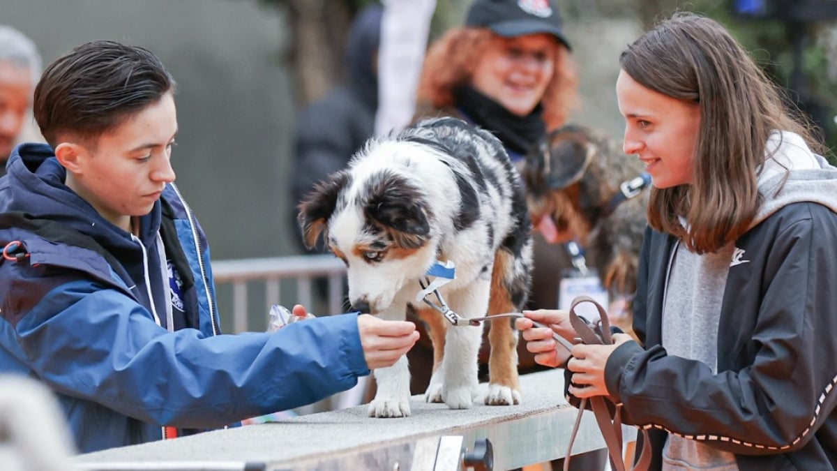 Illustration : "Natura Dog Party, le plus grand parc de loisirs pour chiens à découvrir au salon Animal Expo – Animalis Show"