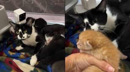 Illustration : Face à un chaton orphelin, une maman chat tout juste mise bas l'accueille comme l'un des siens (vidéo)