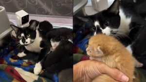 Illustration : Face à un chaton orphelin, une maman chat tout juste mise bas l'accueille comme l'un des siens (vidéo)