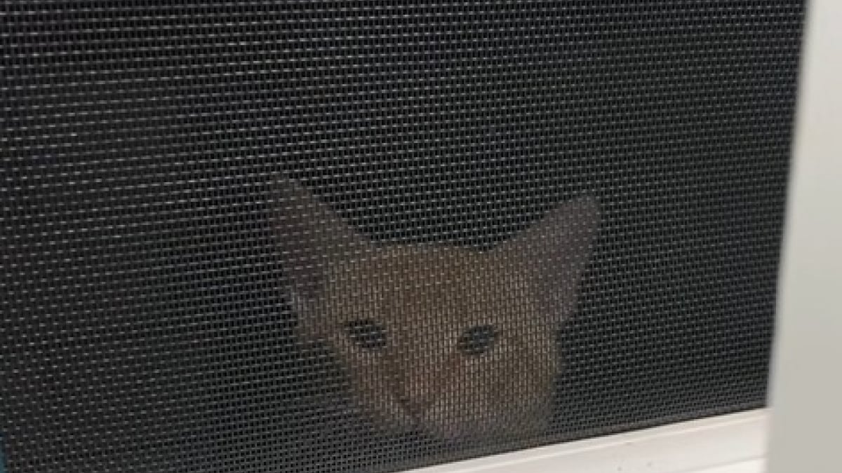 Illustration : "Elle pensait nourrir un chat errant et découvre qu’il a une maison, voire plusieurs autres dans le quartier "