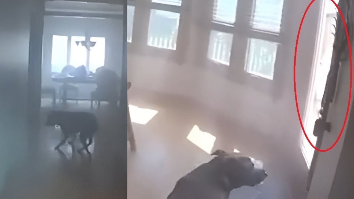 Illustration : "Ce chien veut bien se laisser sauver d'un incendie, mais pas sans sa laisse qu'il indique au policier venu à son secours (vidéo)"