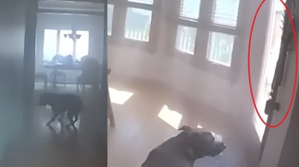 Illustration : Ce chien veut bien se laisser sauver d'un incendie, mais pas sans sa laisse qu'il indique au policier venu à son secours (vidéo)