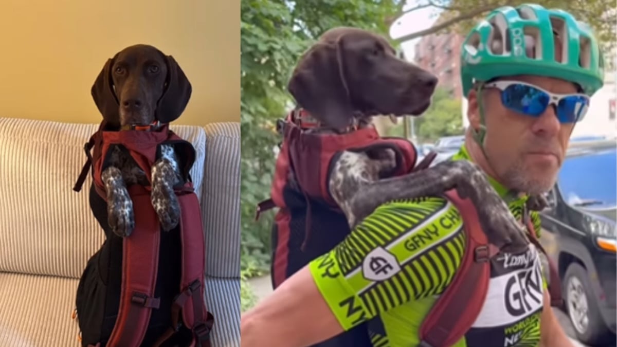 Illustration : "Sa chienne souffrant d’angoisse de la séparation, son père trouve un moyen original d’y remédier grâce à des balades à vélo (vidéo)"