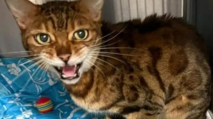 Illustration : Persuadés d’avoir perdu leur chatte pour toujours, ses propriétaires la retrouvent finalement dans un refuge à 1 450 kilomètres de chez elle