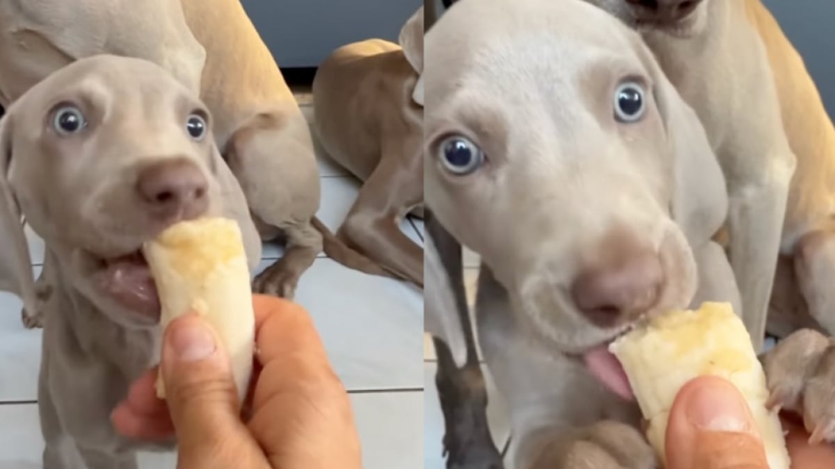 Illustration : "Ce jeune chiot Braque de Weimar découvre la banane et transforme chaque bouchée en un moment unique (vidéo)"