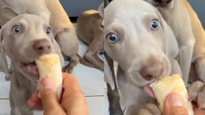 Illustration : Ce jeune chiot Braque de Weimar découvre la banane et transforme chaque bouchée en un moment unique (vidéo)