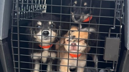 Illustration : Rescapés d'élevages intensifs et de la négligence, 27 chiens prennent leur envol vers une vie meilleure