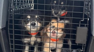 Illustration : Rescapés d'élevages intensifs et de la négligence, 27 chiens prennent leur envol vers une vie meilleure