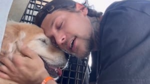 Illustration : Un ancien militaire brisé par l’abandon d’une chienne âgée sauve un autre chien senior dans la foulée