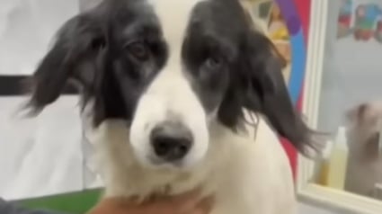 Illustration : "Je l’ai vue prendre l’explosif dans sa gueule", une chienne courageuse ronge un bâton de dynamite pour protéger sa maison et lutte pour se rétablir